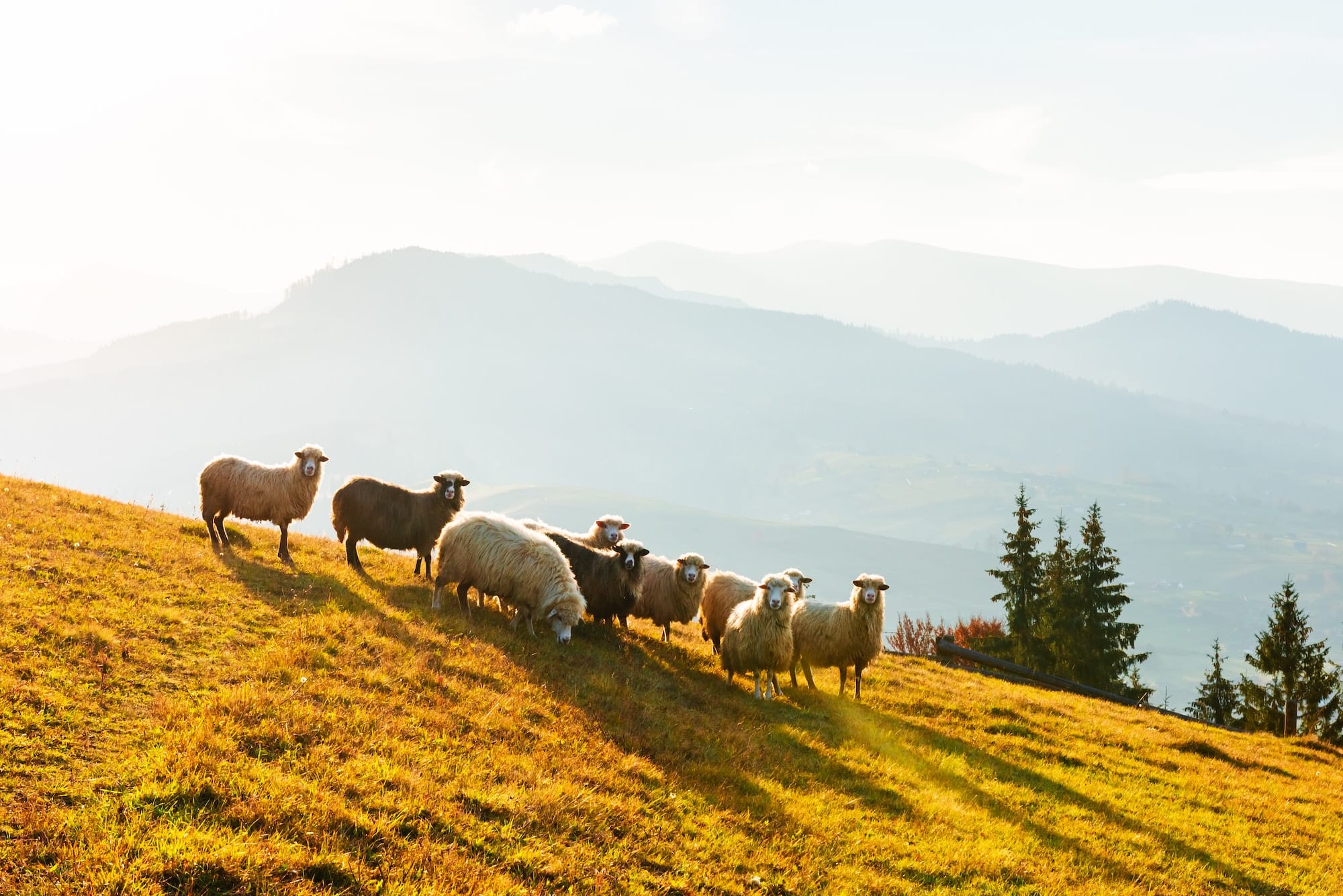 Herd of sheeps in autumn mountains